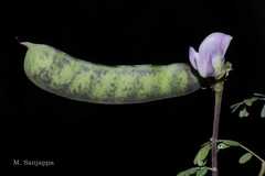 Abrus fruticulosus